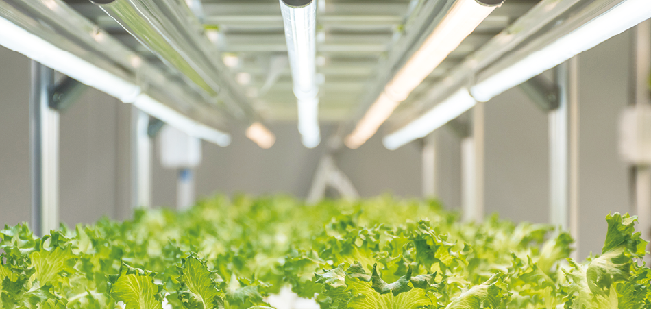 植物育成用LED照明の日栄インテック