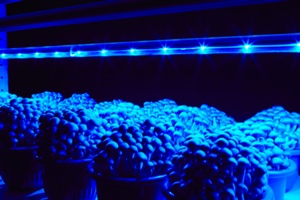 きのこ育成用LED使用シーン